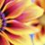 Linden Mary McGilloway's profile image