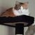 Sheri Barnes's profile image