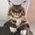 Monica Daniels French's profile image