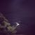 Aalaa Mashaal's profile image