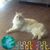 Rachel Hooker's profile image