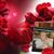 Platero Doris's profile image