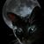 Salvador Felan Jr.'s profile image