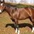 Debbie Arena Manfrede's profile image