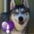 Anne De Les Dernier-Turck's profile image