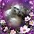Dolores Marchese Bacon's profile image