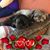 Laurie Schwartz's profile image