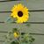 Brenda Hoscheit Feehan's profile image