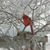 Traci Thieding's profile image