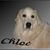 Susan Shorter's profile image
