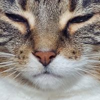 Monica Moore's profile image