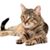 Debra Schulte's profile image