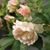 Cynthia C Milliman's profile image