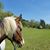 Julie Lynn Boy's profile image