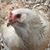 Cheryl Anderson's profile image