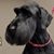 Ian Fraser Dawe's profile image