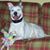 Greg Valliere's profile image