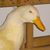 Debbie Sharp's profile image