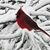 Susan Buttrick Grimaldi's profile image