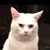 Connie Hass Wark's profile image