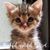 Susan Howell's profile image