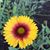 Denise Smith's profile image