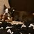 Lisa Pacaro Wexler's profile image
