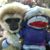 Carol Fenn Wilton's profile image