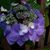 Tony Bacus's profile image
