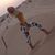 Tatiana Artamonova's profile image