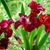 Tanya Sanchez Cabral's profile image