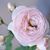 Elaine Bernardini's profile image