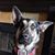 Rocky Logue's profile image