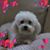 Claire Nicolini's profile image