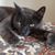 Sally Avati's profile image