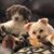 Deb Novak's profile image