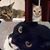Faith Jimerson's profile image