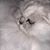 Bella Mia Fraser's profile image