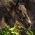 Deb Martin Schattschneider's profile image