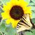 Joanne Uttaro Roth's profile image