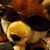 Gladius Mascalus Munchkin's profile image