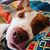 Elana Semon's profile image