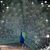 Sarah Phillips Lohry's profile image