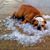 Rose Tankersley's profile image
