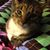 Jodi Bowling's profile image