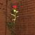 Diana Strenka's profile image