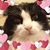 Colleen Kam's profile image
