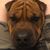 DE Nicholson's profile image