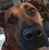 Traci Colandone Cleveland's profile image
