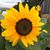 Melissa Loughry's profile image